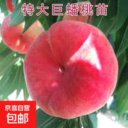 嫁接紅蟠桃樹(shù)苗特大巨蟠早熟蟠桃苗巨蟠桃苗南方北方種植當年結果 【四年苗-當年接果】 1-1.5米高
