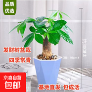 ?【包活】發(fā)財樹(shù)盆栽鮮花綠植物辦公室內吸甲醛綠蘿文竹水培易養 發(fā)財樹(shù)+高檔藍色吸水盆