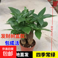 ?【包活】發(fā)財樹(shù)盆栽鮮花綠植物辦公室內吸甲醛綠蘿文竹水培易養 三桿優(yōu)質(zhì)發(fā)財樹(shù)【原盆】