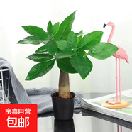 發(fā)財樹(shù)盆栽大植物室內辦公室桌面客廳小盆景招財樹(shù)苗綠植花卉盆栽 小單桿發(fā)財樹(shù) 2-3cm【原盆】 【送肥料】