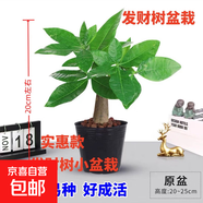 ?【包活】發(fā)財樹(shù)盆栽鮮花綠植物辦公室內吸甲醛綠蘿文竹水培易養 【粗2-3cm】單桿發(fā)財樹(shù)【原盆】
