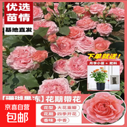 艾莎月季花灌木月季四季開(kāi)花大花艾莎玫瑰花盆栽基地直發(fā) 珊瑚果凍【淡香型】多分枝 大苗45厘米左右  【不含盆】