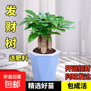 ?【包活】發(fā)財樹(shù)盆栽鮮花綠植物辦公室內吸甲醛綠蘿文竹水培易養 三桿發(fā)財樹(shù)+高檔藍色吸水盆