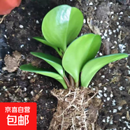 圓葉吸毒王碧玉公主豆瓣綠年宵花擺件植物桌面四季常青花凈化空氣 碧玉1顆【送肥】