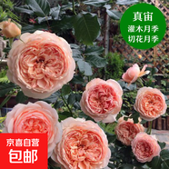 英國玫瑰絨球門(mén)廊大花濃香月季花苗四季開(kāi)花陽(yáng)臺庭院花鏡植物耐熱 真宙   6加侖大苗 原盆原土