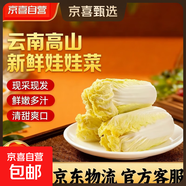 云南高山新鮮娃娃菜沙拉蔬菜早餐蔬菜水果現(xiàn)采現(xiàn)發(fā) 新鮮娃娃菜（3棵）*1包