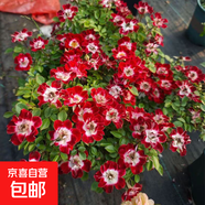 月季花苗四季開(kāi)花大花濃香型灌木月季苗庭院陽(yáng)臺盆栽地栽玫瑰花苗 小畫(huà)家【微月小花，多季節開(kāi)花】 扦插小苗15-25cm高 1棵