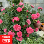 月季花苗四季開(kāi)花大花濃香型灌木月季苗庭院陽(yáng)臺盆栽地栽玫瑰花苗 心上人【微月小花，多季節開(kāi)花】 扦插小苗15-25cm高 1棵