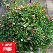 月季花苗四季開(kāi)花大花濃香型灌木月季苗庭院陽(yáng)臺盆栽地栽玫瑰花苗 粉超威【微月小花，多季節開(kāi)花】 扦插小苗15-25cm高 1棵
