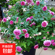 月季花苗四季開(kāi)花大花濃香型灌木月季苗庭院陽(yáng)臺盆栽地栽玫瑰花苗 瑪姬嬸嬸【小花濃香，多季節開(kāi)花】 扦插小苗15-25cm高 1棵