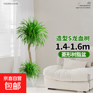 龍血樹(shù)客廳大型造型盆裁綠植客廳辦公室內龍須樹(shù)旺宅凈化空氣好養 【精品S型】龍血樹(shù)1.4-1.6m[菱形樹(shù)脂盆]