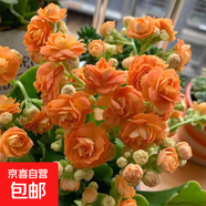 長(cháng)壽花盆栽重瓣大花帶花苞花苗四季室內開(kāi)花好養的花卉植物 8.果汁(帶花苞)送肥料 不含盆