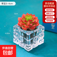 無(wú)土多肉植物水晶盆套餐陽(yáng)臺辦公室內桌面綠植花卉盆栽新手好養 火焰蒂亞+水晶盆