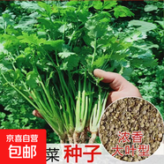 【隨種隨吃】調(diào)料菜種子組合春季四季易種耐熱陽臺(tái)盆栽通種蔬菜 大葉香菜種子2包約2000粒 一包約1000粒
