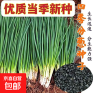 【隨種隨吃】調(diào)料菜種子組合春季四季易種耐熱陽臺(tái)盆栽通種蔬菜 四季小香蔥2包約2000粒 一包約1000粒