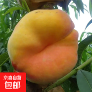 桃樹(shù)樹(shù)苗大果冬桃苗嫁接水蜜桃樹(shù)庭院地栽盆栽果樹(shù)苗南北方種植 黃金蟠桃 6年苗（結果苗）