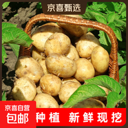 京喜加新鮮黃心土豆農家自種黃皮馬鈴薯黃心洋芋新鮮蔬菜 2斤