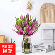 水培植物室內好養紫露蘭吊蘭盆栽油畫(huà)婚禮花卉辦公室綠植四季耐陰 水培紫露蘭+紅灰折紙歐式瓶