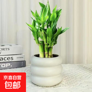 富貴竹盆栽植物室內凈化空氣綠植荷花竹辦公室桌面四季好養小盆栽 荷花竹+小米其盆【1盆】 盆口直徑約8cm