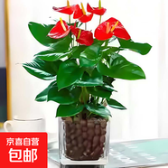 紅掌盆栽白粉掌一帆風(fēng)順帶花特大號花卉室內客廳面水培植物好養 約30cm精品紅掌-方缸玻璃瓶 帶盆栽好