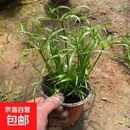水竹旱傘草水生植魚(yú)池塘造景綠化客廳庭院陽(yáng)臺凈化水質(zhì)盆栽風(fēng)車(chē)草 水竹 20-25厘米高【10株】 不含盆