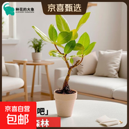 黃金榕北歐辦公室桌面懶人好養綠植盆栽室內凈化空氣網(wǎng)紅花卉植物 開(kāi)叉黃金榕+素紋土陶盆 無(wú)規格