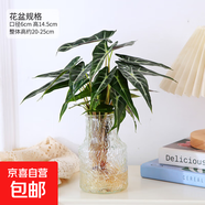 小仙女植物水培盆栽水養黑葉觀(guān)音蓮室內桌面網(wǎng)紅水培小綠植 小波紋花瓶+小仙女 (高20-25cm）