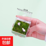 迷你草坪苔蘚盒子配小兔辦公室桌面微景觀(guān)好養創(chuàng  )意禮物生態(tài)盒 苔蘚盒小號6*6*3 配噴壺+小兔
