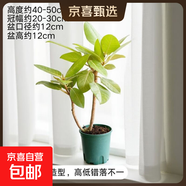 黃金榕北歐辦公室桌面懶人好養綠植盆栽室內凈化空氣網(wǎng)紅花卉植物 開(kāi)叉黃金榕+加侖盆 無(wú)規格