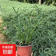 水竹旱傘草水生植魚(yú)池塘造景綠化客廳庭院陽(yáng)臺凈化水質(zhì)盆栽風(fēng)車(chē)草 【30-40厘米高】水竹30株 不含盆