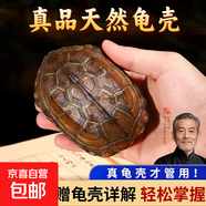 黃銅龜殼起卦搖卦六爻三才解壓銅錢(qián)文玩烏龜甲擺件手盤(pán)把卜工具 進(jìn)階款-大號龜殼+牌+教程+6幣