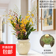 夢(mèng)香蘭香水盆栽綠植文心蘭花帶苞年宵花新年開(kāi)花植物春節過(guò)年裝飾 【爆款升級更飽滿(mǎn)】紅黃夢(mèng)香蘭8-12花劍+小桃花 無(wú)規格