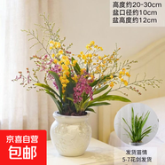 夢(mèng)香蘭香水盆栽綠植文心蘭花帶苞年宵花新年開(kāi)花植物春節過(guò)年裝飾 【熱賣(mài)標準裝】紅黃夢(mèng)香蘭5-7花劍+小桃花 無(wú)規格