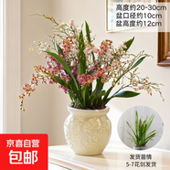 夢(mèng)香蘭香水盆栽綠植文心蘭花帶苞年宵花新年開(kāi)花植物春節過(guò)年裝飾 【體驗升級款】紅粉夢(mèng)香蘭5-7花劍+小桃花 無(wú)規格