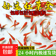 金魚(yú)草金魚(yú)觀(guān)賞魚(yú)冷水好養耐活小魚(yú)苗錦鯉 2-4cm 紅草金買(mǎi)10條送10條（加備損）