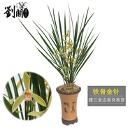 劉閣蘭花蘭花苗 香妃 有香味的夏帶花苞出售室內(nèi)外花卉綠植盆栽草觀花植物 鐵骨金針4苗加盆土肥，說明書