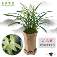 劉閣蘭花四季素心大鳳素現(xiàn)帶花苞出售有香味的花苗室內(nèi)陽(yáng)臺(tái)綠植物花卉盆栽 3苗連體裸根