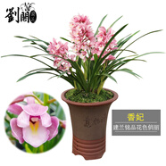 劉閣蘭花蘭花苗 香妃 有香味的夏帶花苞出售室內(nèi)外花卉綠植盆栽草觀花植物 2苗加盆土肥，說(shuō)明書