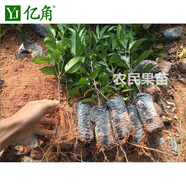 牛大力苗 中叶 小叶牛大力苗 种子苗牛大力种苗 小叶【带营养杯带叶】图片