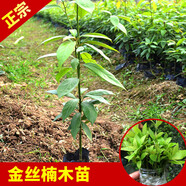 香林農(nóng)正宗名貴樹種小葉楨楠金絲楠木樹苗地栽盆栽南北方種庭院綠植帶葉 高度71-90cm