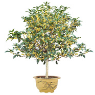 綠絲絳桂花樹(shù)盆栽四季開(kāi)花盆景室內庭院陽(yáng)臺開(kāi)花樹(shù)苗耐寒綠植花卉樹(shù)苗 沉香桂 2年苗