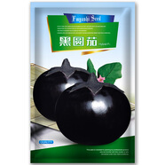 鳳鳴雅世茄子種子白橄欖白茄萬(wàn)紫娃娃茄種子腌漬小茄子樹(shù)種盆栽春播菜種子 黑圓茄子種子10克