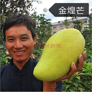 昊蘭諾 果樹(shù)苗嫁接芒果苗盆栽地栽當(dāng)年結(jié)果南方北方種植 金輝芒 15年大苗