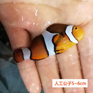 興國(guó)海（Singoseafarm）小丑魚(yú)活體魚(yú) 人工公子小丑活體海水魚(yú) 寵物觀賞魚(yú)快遞包活興國(guó)海 人工公子小丑5cm