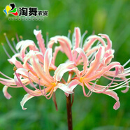 淘舞 彼岸花種球 庭院盆栽 石蒜花種球 花卉種子四季種植 粉之魅