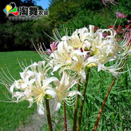 淘舞 彼岸花種球 庭院盆栽 石蒜花種球 花卉種子四季種植 白公主