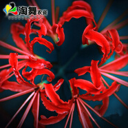 淘舞 彼岸花種球 庭院盆栽 石蒜花種球 花卉種子四季種植 曼珠沙華