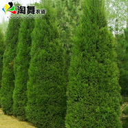 淘舞 塔柏樹(shù)苗四季青墓地掃墓松樹(shù)苗松柏側(cè)柏檜柏柏樹(shù)寶塔松苗 蜀檜1.3-1.4米高