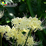 淘舞 彼岸花種球 庭院盆栽 石蒜花種球 花卉種子四季種植 佛語