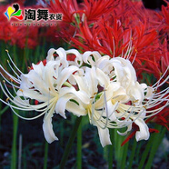 淘舞 彼岸花種球 庭院盆栽 石蒜花種球 花卉種子四季種植 白靜